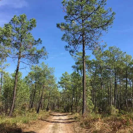 Maison Bois Au Coeur De La Foret Du Bassin D'arcachon